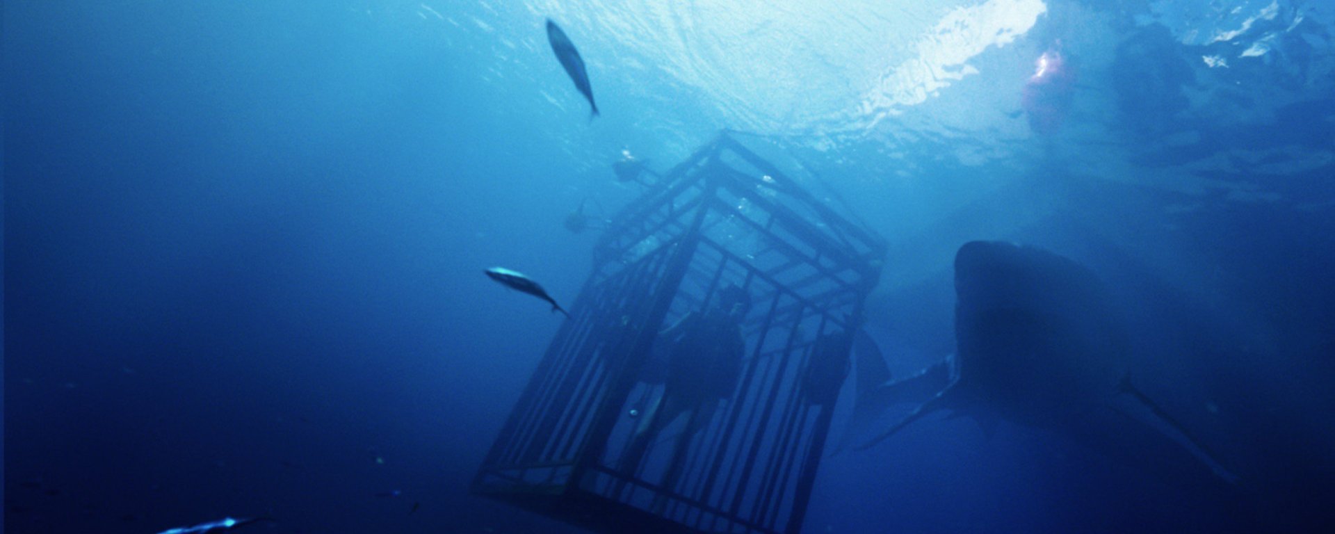 47 metri - CineFatti